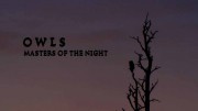 Совы: повелители ночи / Owls: Masters of the Night (2020)