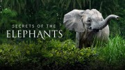 Тайны слонов (все серии) / Secrets of the Elephants (2023)