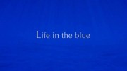Жизнь в синеве (Жизнь на глубине) / Life in the Blue (2016)