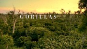 Гориллы: разборки в джунглях / Gorillas. Rumble in the Jungle (2020)