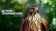 Ястреб-тетеревятник. Душа ветра / Goshawk, the Soul of the Wind (2009)