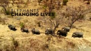 Слоны: большие перемены / Elephants. Changing Lives (2021)