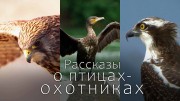 Рассказы о птицах-охотниках (1-2 серии из 2) / Tales of the Avian Hunters (2011)