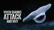 Когда акулы нападают... и почему (все серии) / When Sharks Attack... and Why (2023)