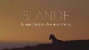 Исландия. Заповедник птиц тупиков / Islande. Le sanctuaire des macareux (2023)