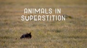 Животные и суеверия / Animals in Superstition (2022)