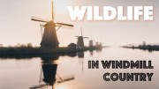 Дикая природа страны ветряных мельниц / Wildlife in Windmill Country (2021)