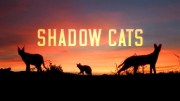 Кошки-тени (Обитатели тени) / Shadow Cats (2021)