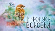 В фокусе воробьи (2023)