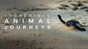 Невероятные путешествия животных (все серии) / Incredible Animal Journeys (2023)