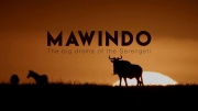 Мавиндо. Великая драма Серенгети / Mawindo: The big drama of the Serengeti (2019)