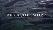 Молодое море / The Young Sea (2020)