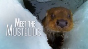 Знакомимся с куньими / Meet the Mustelids (2020)