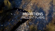 Миграции: покорители небес / Migrations: Frequent Flyers / 2020