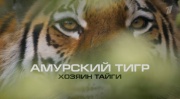 Хозяин тайги Ко Дню амурского тигра на Дальнем Востоке 28.09.2025